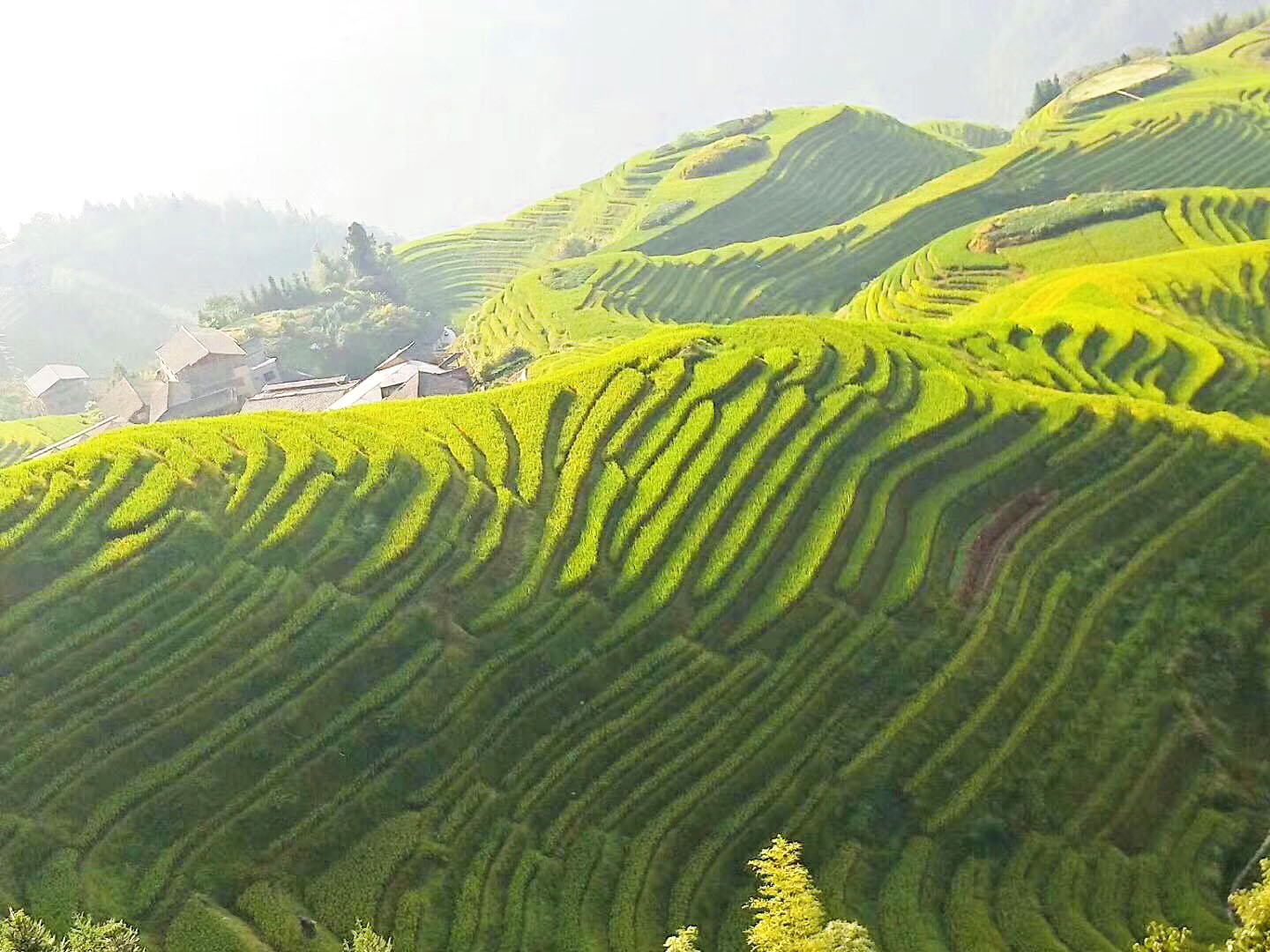 龙脊梯田美景