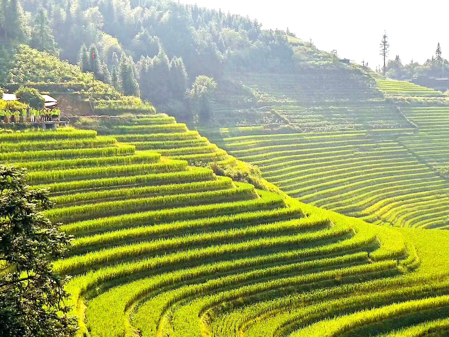 龙脊梯田美景